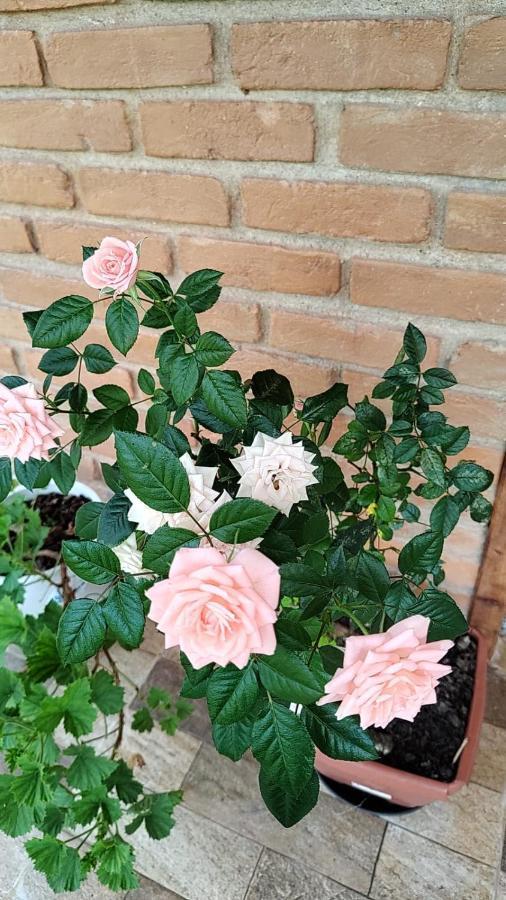 Chale Vale Das Flores - Visconde De Maua Rj Dış mekan fotoğraf